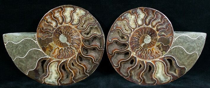 Stunning Cut & Polished Ammonite #6876